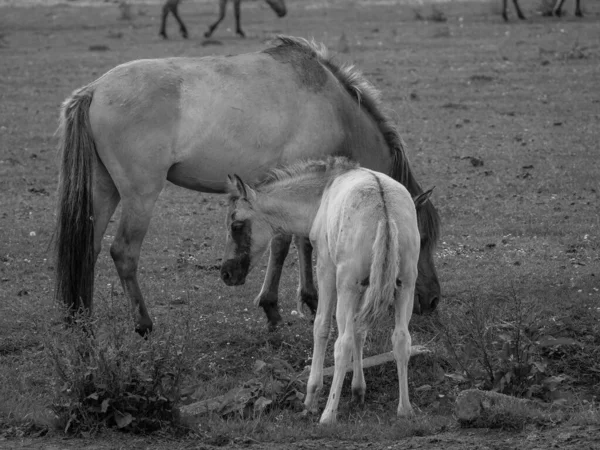 Almanya Vahşi Atlar — Stok fotoğraf