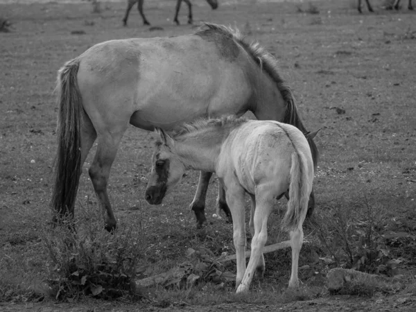 ドイツで野生の馬 — ストック写真