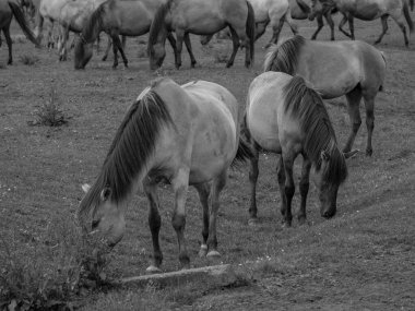 Almanya'da Vahşi atlar