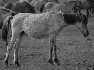 Almanya'da Vahşi atlar