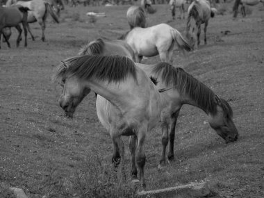 Almanya'da Vahşi atlar