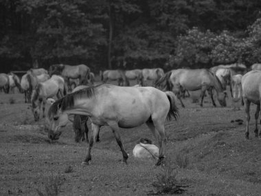 Almanya'da Vahşi atlar