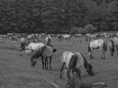 Almanya'da Vahşi atlar