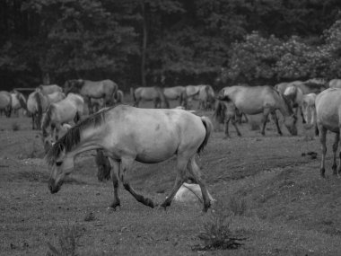 Almanya'da Vahşi atlar