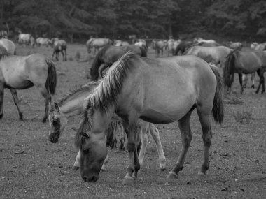 Almanya'da Vahşi atlar
