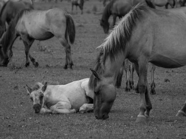 Almanya'da Vahşi atlar