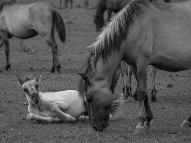 Almanya'da Vahşi atlar