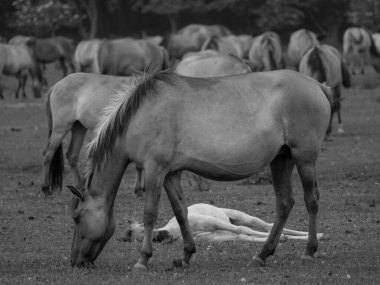 Almanya'da Vahşi atlar
