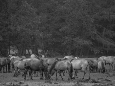 Almanya'da Vahşi atlar