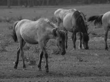 Almanya'da Vahşi atlar
