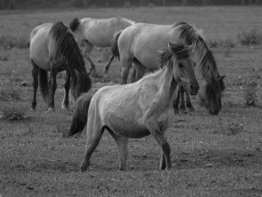 Almanya'da Vahşi atlar