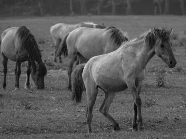 Almanya'da Vahşi atlar