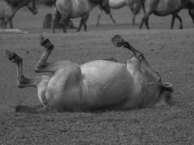 Almanya'da Vahşi atlar
