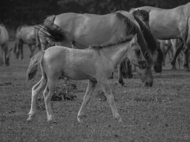 Almanya'da Vahşi atlar