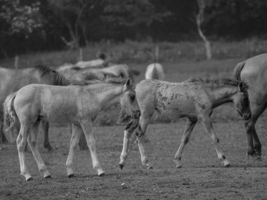 Almanya'da Vahşi atlar