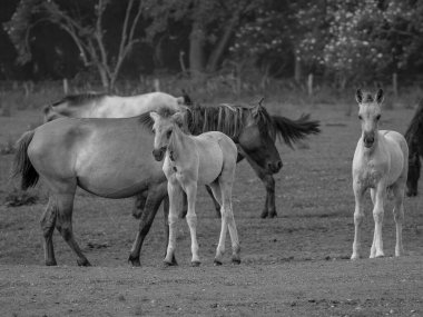 Almanya'da Vahşi atlar