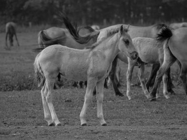 Almanya'da Vahşi atlar