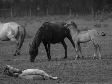 Almanya'da Vahşi atlar