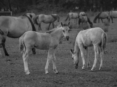 Almanya'da Vahşi atlar
