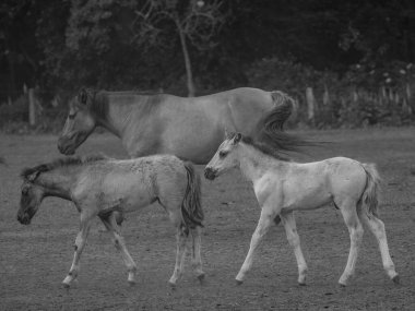 Almanya'da Vahşi atlar