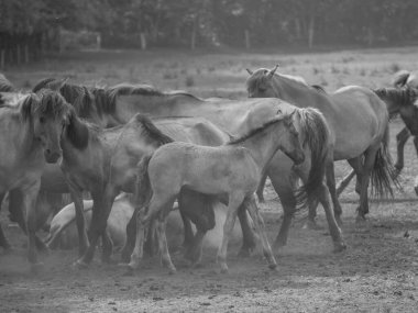 Almanya'da Vahşi atlar