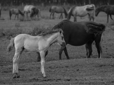 Almanya'da Vahşi atlar