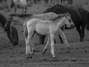 Almanya'da Vahşi atlar