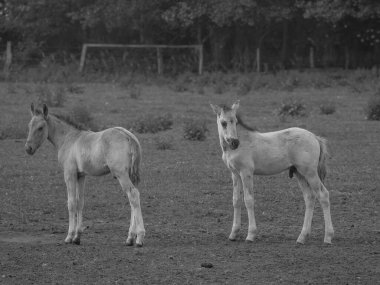 Almanya'da Vahşi atlar