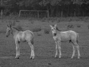 Almanya'da Vahşi atlar
