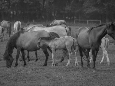 Almanya'da Vahşi atlar