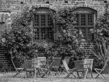 Almanya'da Vahşi atlar