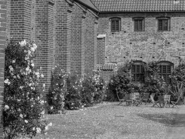 Almanya'da Vahşi atlar