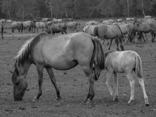 Cavalli Selvatici Germania — Foto Stock