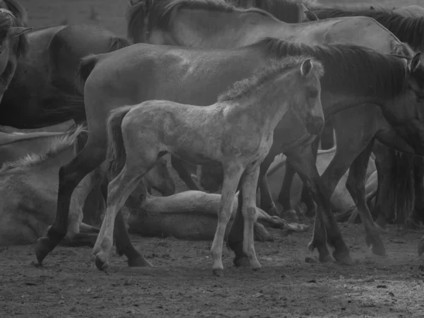 Chevaux Sauvages Allemagne — Photo