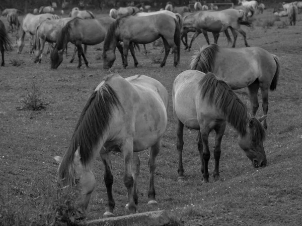 Cavalos Selvagens Alemanha — Fotografia de Stock