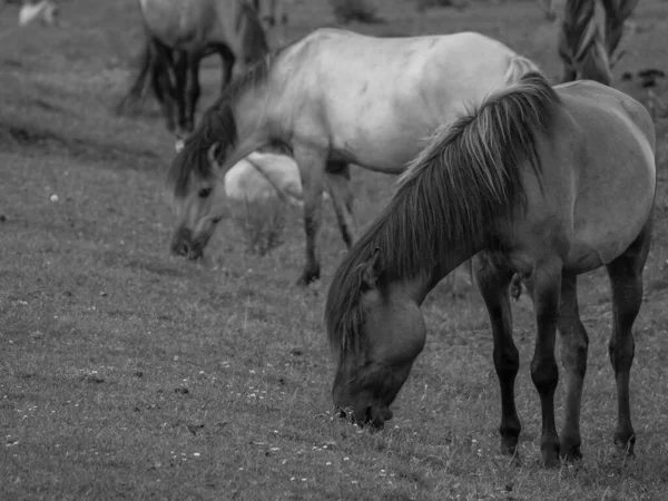 ドイツで野生の馬 — ストック写真