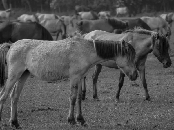 Wild Horses Germany — Stock Photo, Image