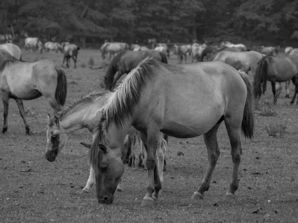 Almanya Vahşi Atlar — Stok fotoğraf