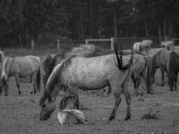 Dzikie Konie Niemczech — Zdjęcie stockowe