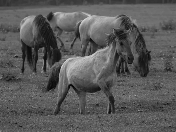 Wild Horses Germany — Stock Photo, Image