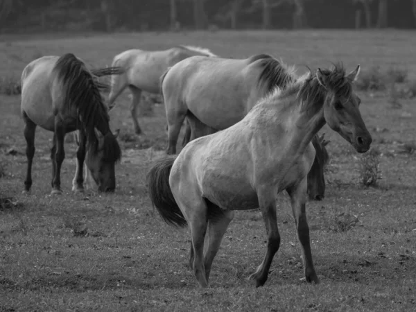 Cavalli Selvatici Germania — Foto Stock