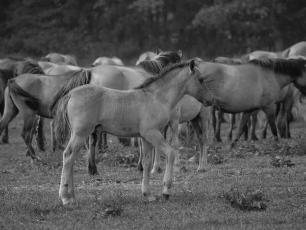 Cavalos Selvagens Alemanha — Fotografia de Stock