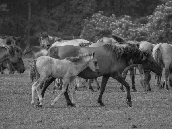 Wild Horses Germany — Stock Photo, Image