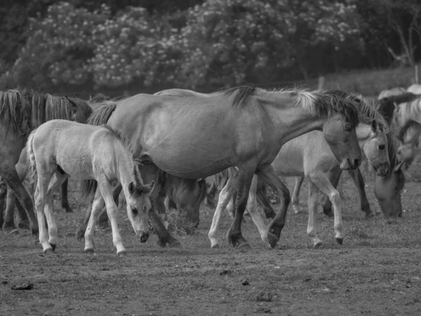 Cavalli Selvatici Germania — Foto Stock