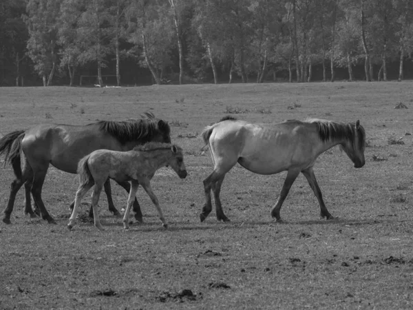 ドイツで野生の馬 — ストック写真