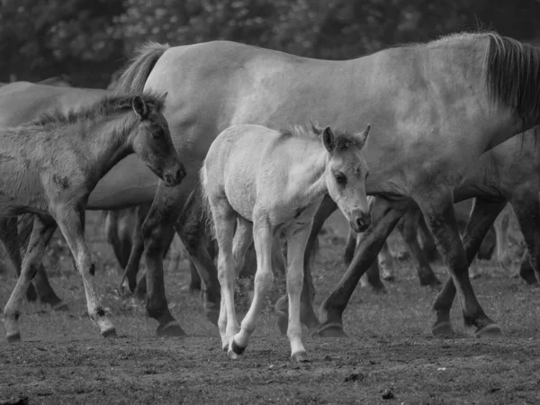 Cavalli Selvatici Germania — Foto Stock