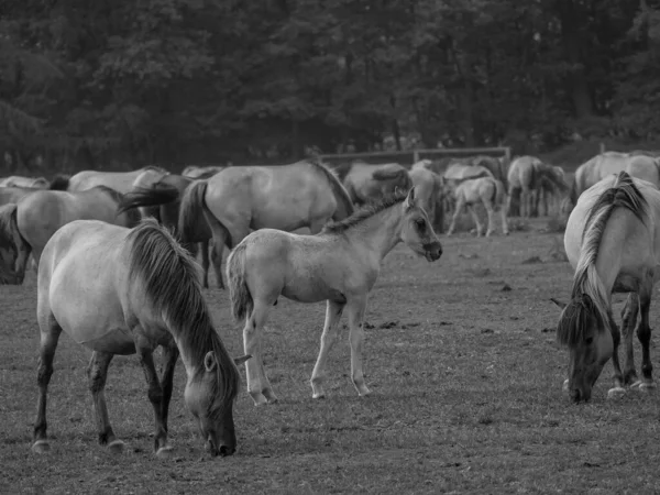 Wildpferde Deutschland — Stockfoto