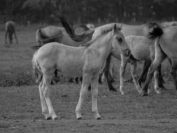 Almanya Vahşi Atlar — Stok fotoğraf