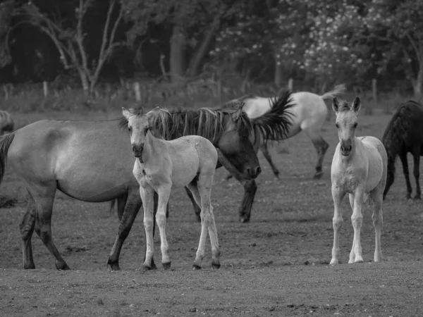 Wildpferde Deutschland — Stockfoto