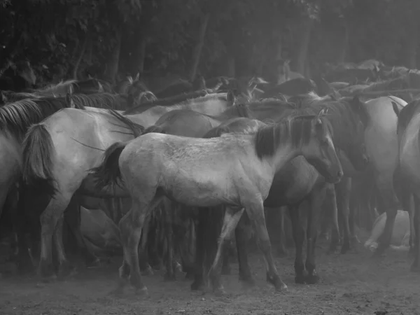 ドイツで野生の馬 — ストック写真